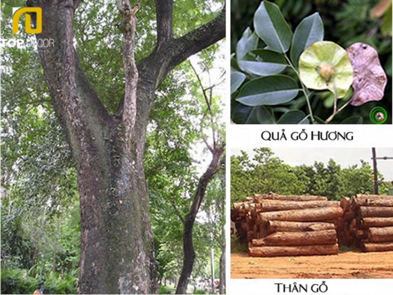 go huong la gi 10