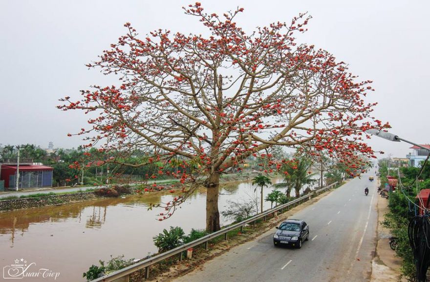 Đi qua mùa hoa gạo - Hải Quang, Hải Hậu, Nam Định 