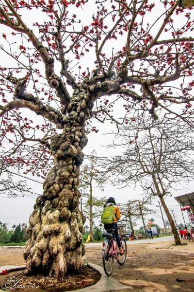 Cây gạo cổ thụ - Cổng trường Hải Hậu B, Hải Hậu, Nam Định