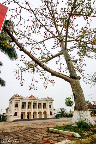Cây gạo - Nhà văn hóa huyện Hải Hậu, tỉnh Nam Định