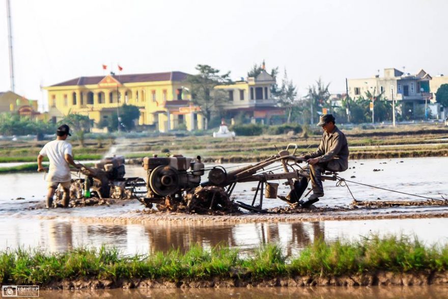 Bức tranh cày bừa trên quê hương Hải Hậu