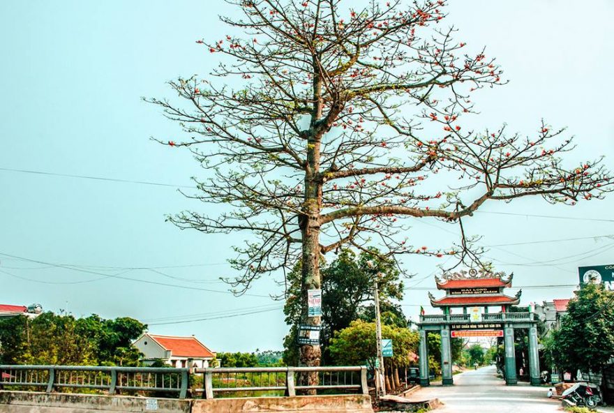 Đi qua mùa hoa gạo - Hải Quang, Hải Hậu, Nam Định.