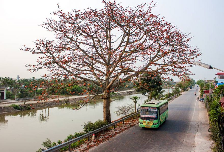 Hoa gạo Hải Quang
