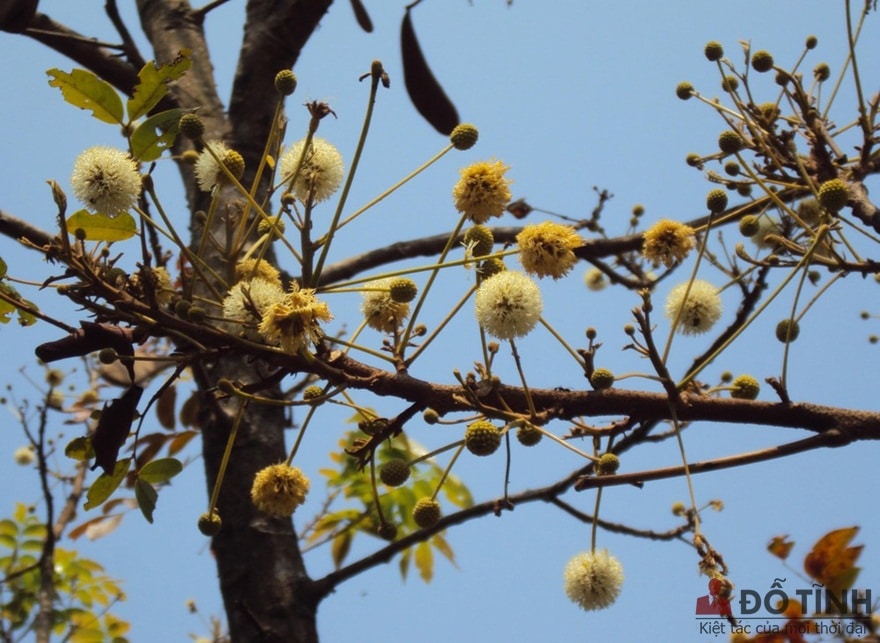 Trong gỗ căm xe sở hữu nhiều chất dầu nên khả năng chống mối mọt đạt mức gần như tuyệt đối 100% - Ảnh: Internet