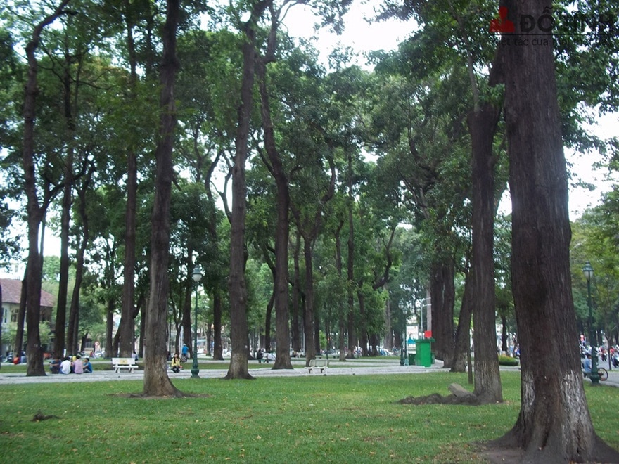 Gỗ sao tiếng anh là gì? - Ảnh: Internet